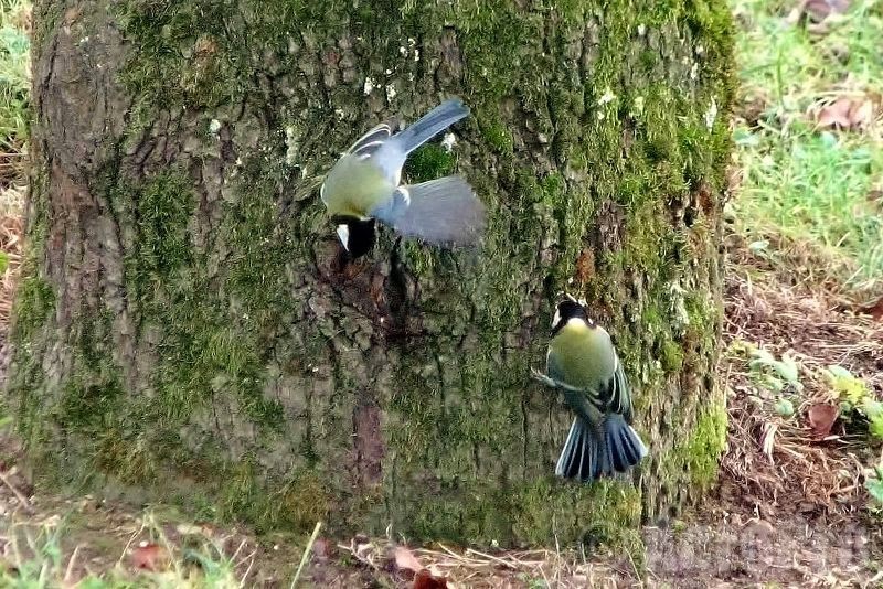 Nichoir à balcon pour Mésange bleue et Mésange charbonnière