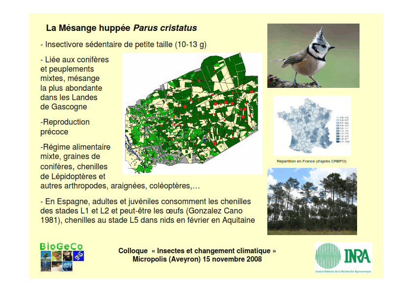 La Mésange huppée Parus cristatus