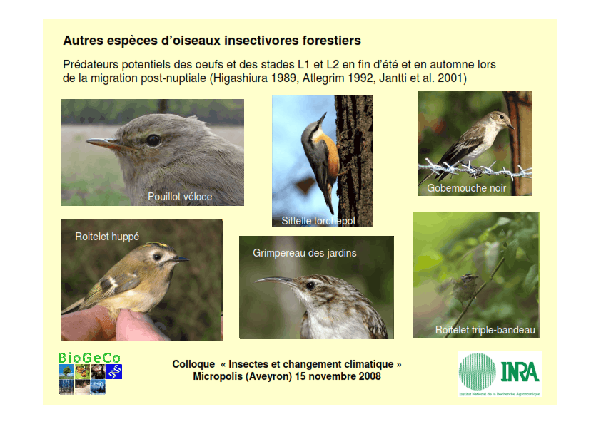 Autres espèces d’oiseaux insectivores forestiers 
