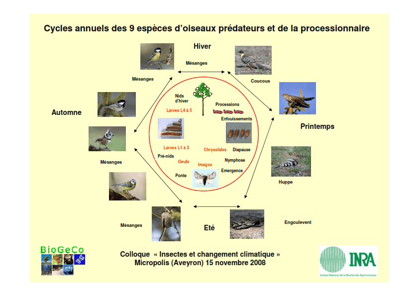 Cycles annuels des 9 espèces d’oiseaux prédateurs et de la processionnaire