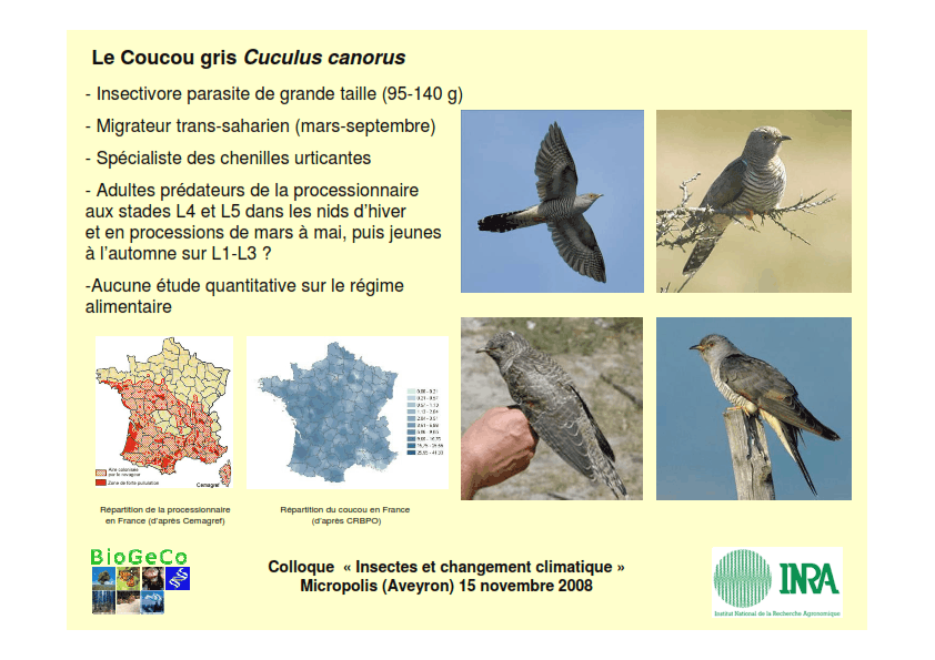 Le Coucou gris Cuculus canorus