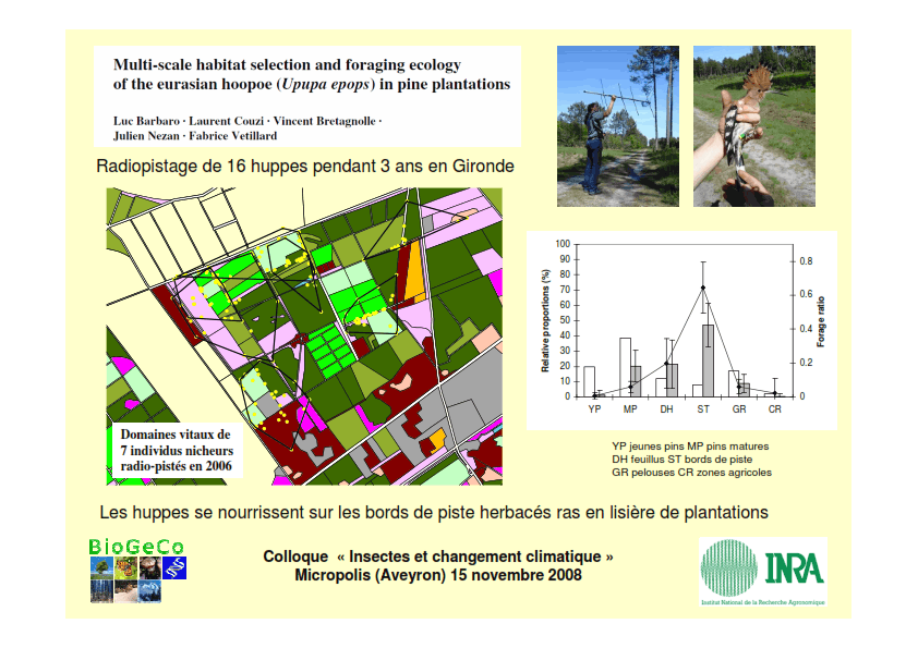 Radiopistage de 16 huppes pendant 3 ans en Gironde