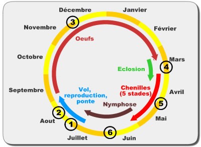 chenille processionnaire chêne cycle biologique