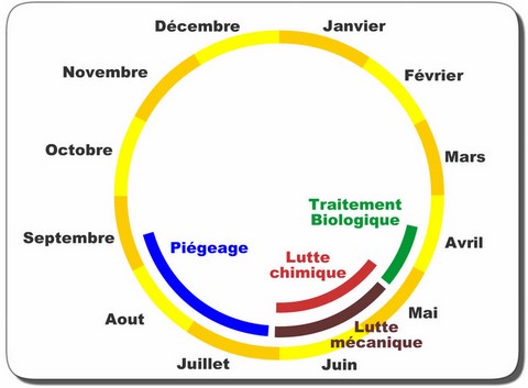 chenille processionnaire chêne cycle biologique