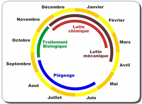 chenille processionnaire pin cycle lutte