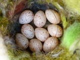mésange - oeufs dans nid